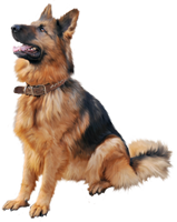 a german shepherd dog